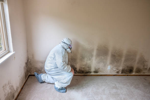 Best Black Mold Remediation in Welsh, LA