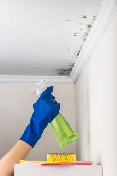 Best Attic Mold Remediation in Welsh, LA